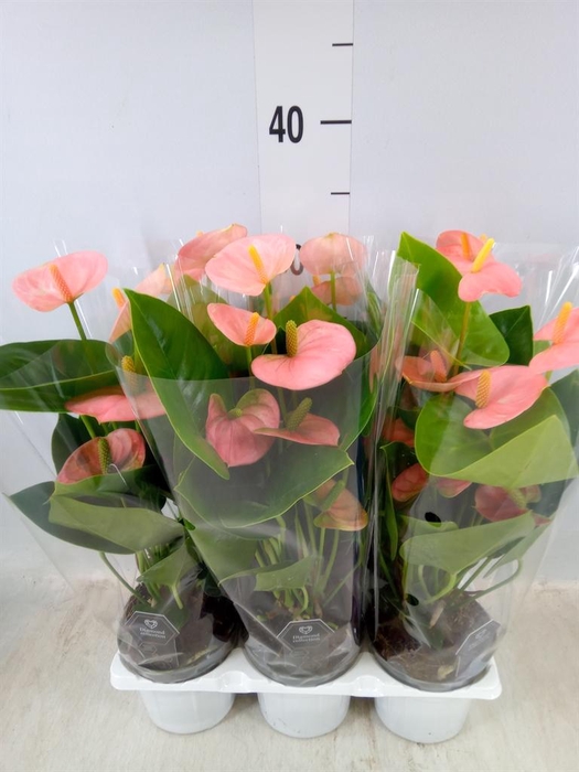 <h4>Anthurium andr. 'Spirit'</h4>