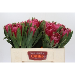 Protea Brenda