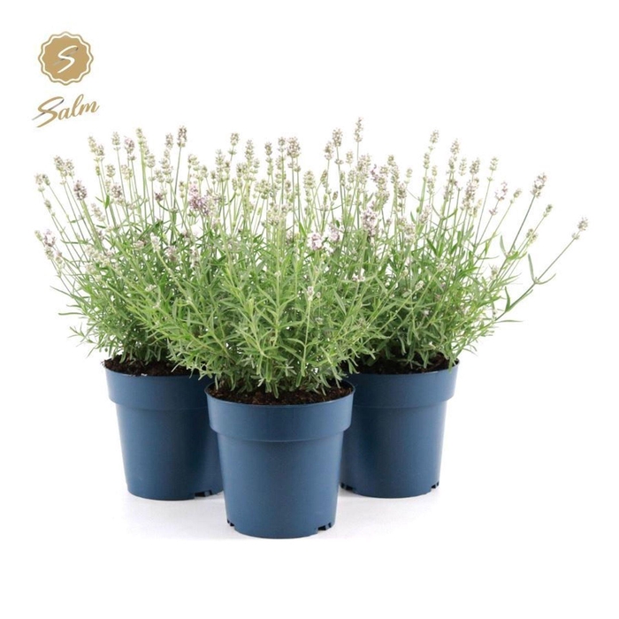 <h4>Lavandula angustifolia Felice Light</h4>