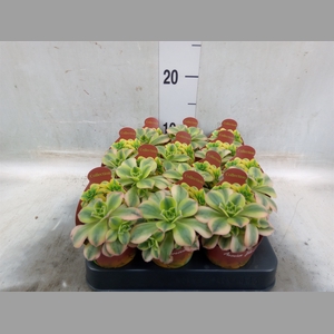 Aeonium   ...
