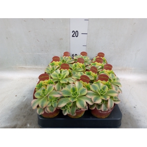 Aeonium   ...