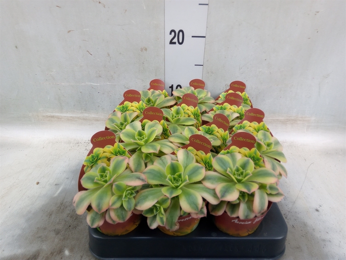 <h4>Aeonium   ...</h4>