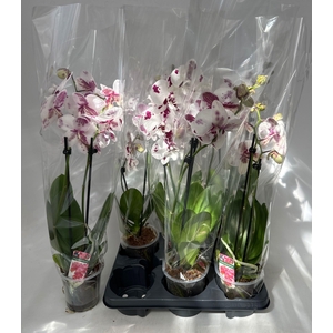 PHAL OV