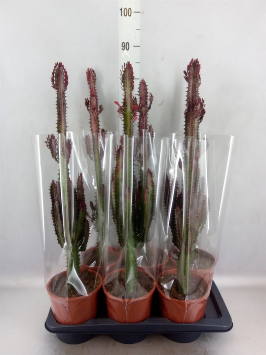 <h4>Euphorbia trigona 'Rubra'</h4>