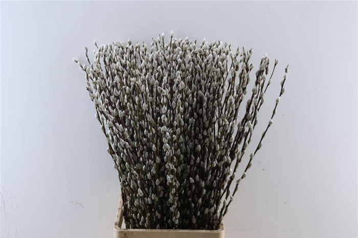 <h4>Salix Wilgenkatjes</h4>