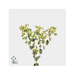 Bupleurum Rotundifol