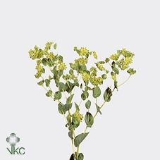 <h4>Bupleurum Rotundifol</h4>