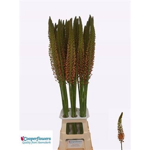 Eremurus Cleopatra 110cm