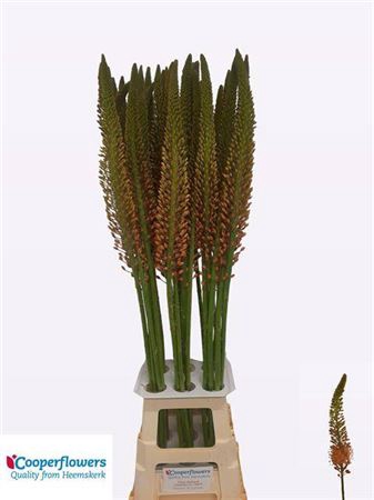 <h4>Eremurus Cleopatra 110cm</h4>