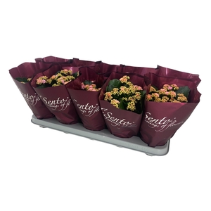 KAL GE PERFECTA ROSA