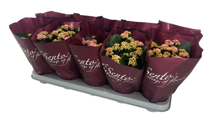 <h4>KAL GE PERFECTA ROSA</h4>