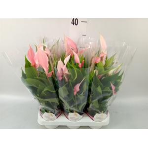 Anthurium andr. 'Lilli'