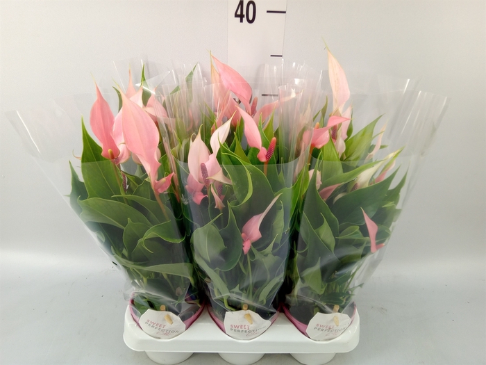 <h4>Anthurium andr. 'Lilli'</h4>