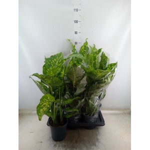 Dieffenbachia  'Spotty'
