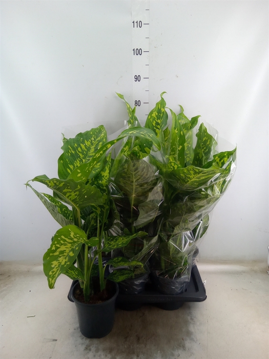 <h4>Dieffenbachia  'Spotty'</h4>