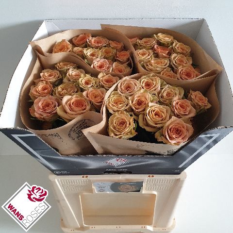 <h4>R Gr Cappuccino Wans</h4>