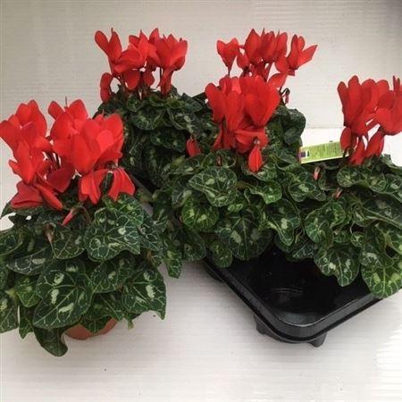 Cycl Md Sup Macro Red