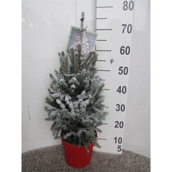 <h4>Picea sneeuw Super Green 70 cm P19 los</h4>
