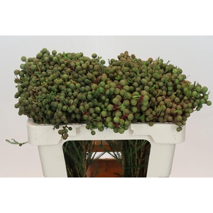 Kaaps Groen Abrotanum