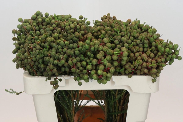 <h4>Kaaps Groen Abrotanum</h4>