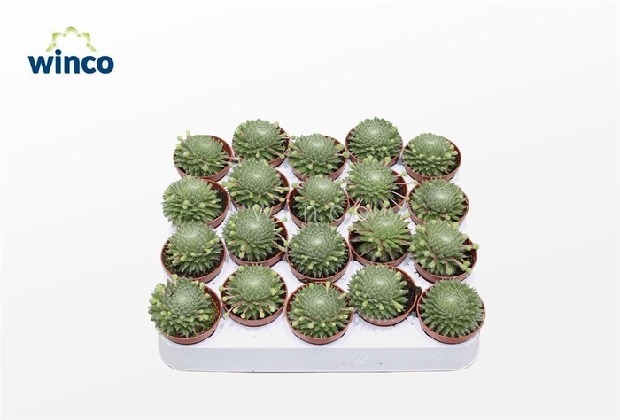 Sempervivum Arachnoidum