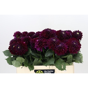 Dahlia Black Lars