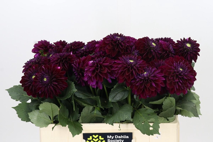<h4>Dahlia Black Lars</h4>