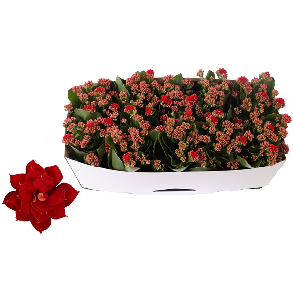 <h4>Kalanchoe Rosalina 12cm Don Justino rood, Traykraag</h4>