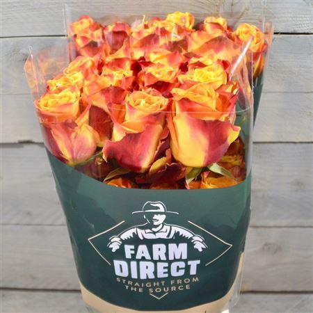 <h4>R Gr Silantoi</h4>