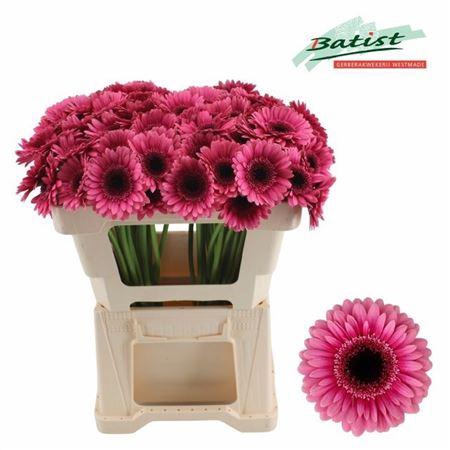 <h4>Ge Mi Arabel</h4>