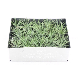 arr3 CP - Till. - Ionantha groen x20