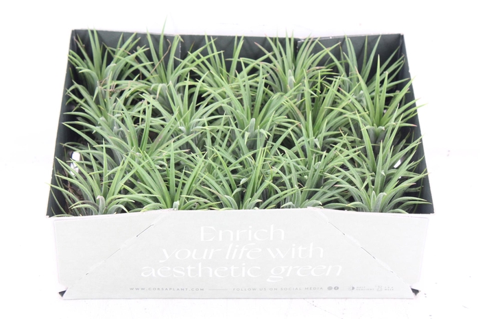 <h4>arr3 CP - Till. - Ionantha groen x20</h4>