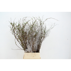 CHAENOMELES SUPERBA PINK 110CM