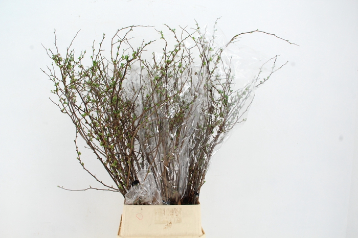 <h4>CHAENOMELES SUPERBA PINK 110CM</h4>