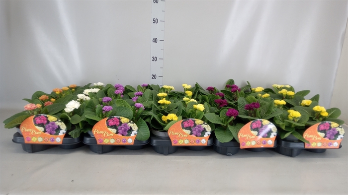 <h4>Primula ac. 'Queen'   ...mix</h4>