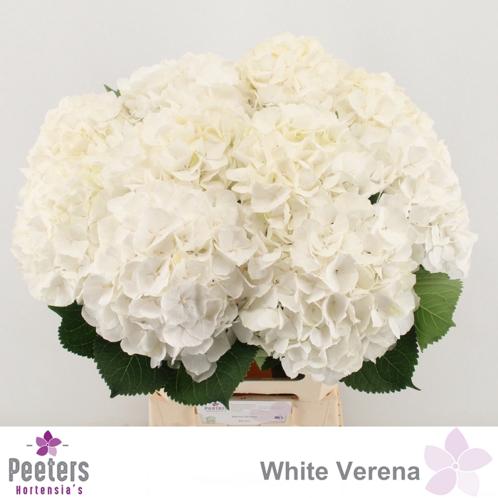 <h4>HYDR M CH WHI VERENA</h4>