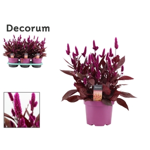 Celosia 'Mystic Shades' p19 with label | Decorum