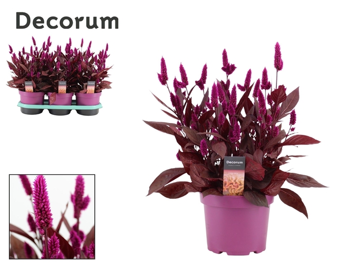 <h4>Celosia 'Mystic Shades' p19 with label | Decorum</h4>