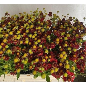 Helenium Ov