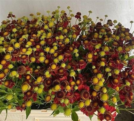 <h4>Helenium Ov</h4>