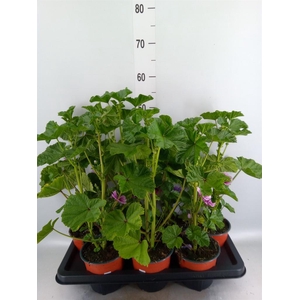 Malva sylvestris