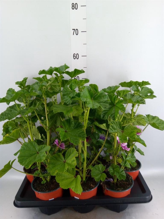 <h4>Malva sylvestris</h4>