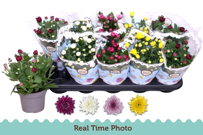 <h4>CHRYS GEVULDBL GEM</h4>