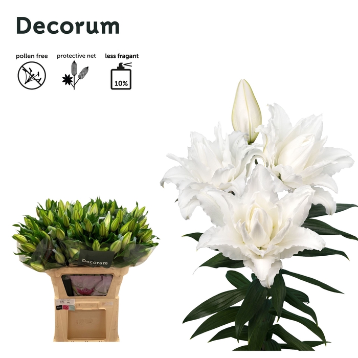 <h4>LILIUM ORI. DB 'ROSELILY NADIA'</h4>