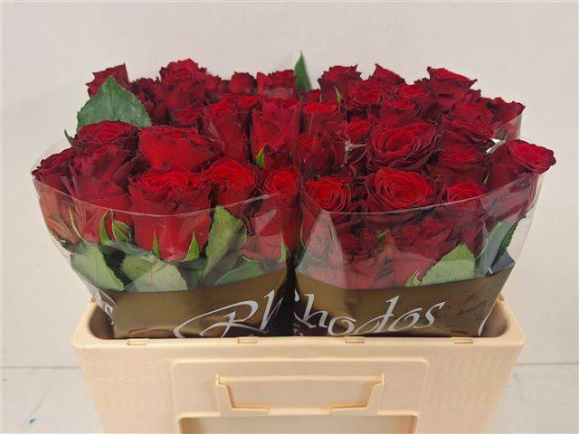 <h4>Rosa large rhodos</h4>
