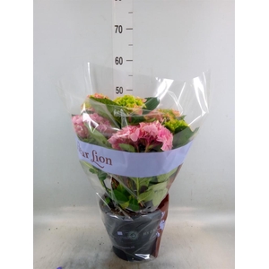 Hydrangea mac. 'Saxon Candy Heart'