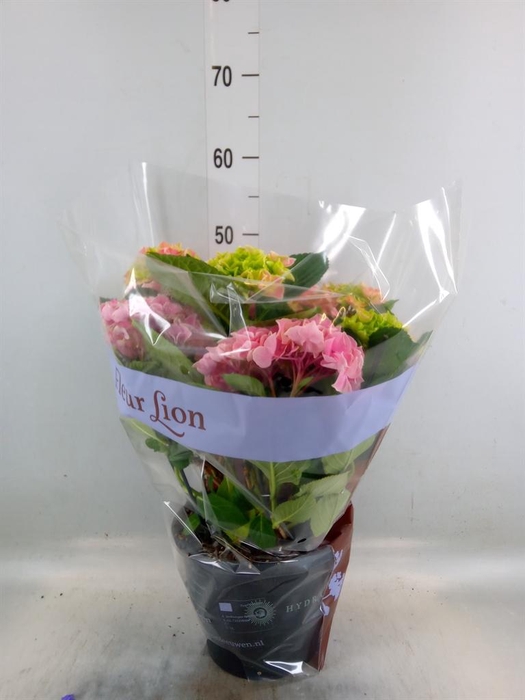 <h4>Hydrangea mac. 'Saxon Candy Heart'</h4>