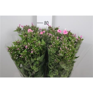 Phlox P Kiki