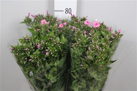 <h4>Phlox P Kiki</h4>