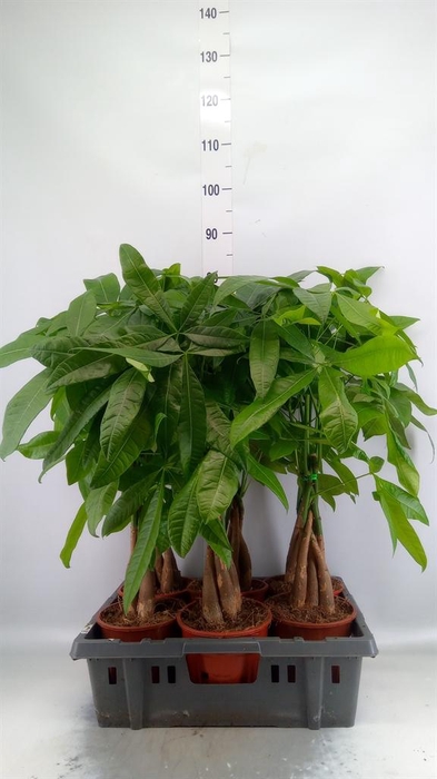 <h4>Pachira aquatica</h4>